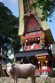 Büffel bei einer Bestattungszeremonie der Toraja © Roberto Rocha, Bianca M. Saia