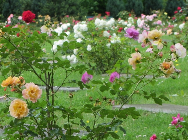 Rosen an den Gräbern - Friedhof der Niederländisch-reformierten Gemeinde Wuppertal