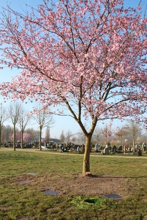 Wahlgrab am Urnenbaum - Friedhof Hohe Ward Münster