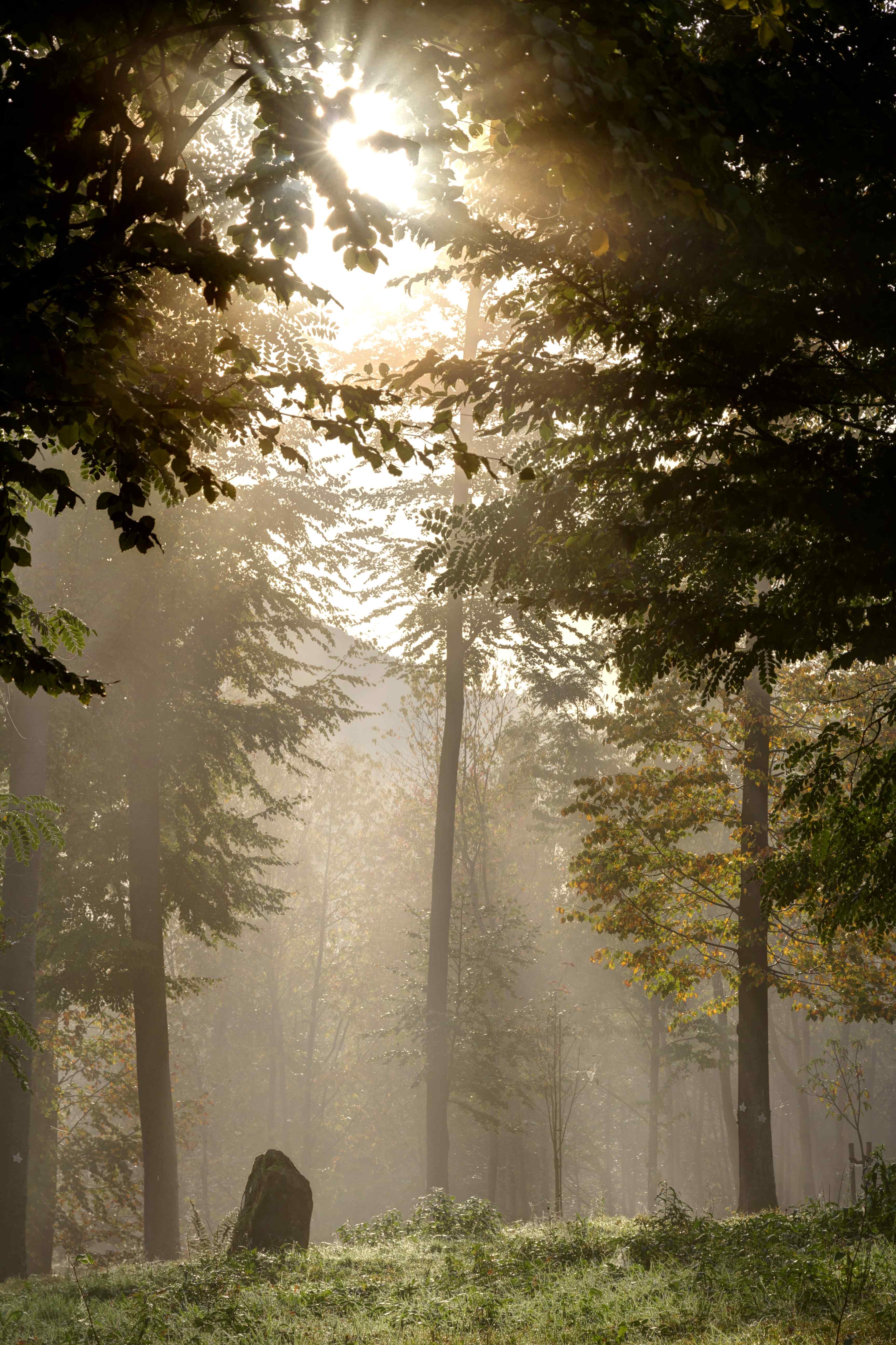 Wald im Nebel - Naturbegräbnisstätte Trifelsruhe
