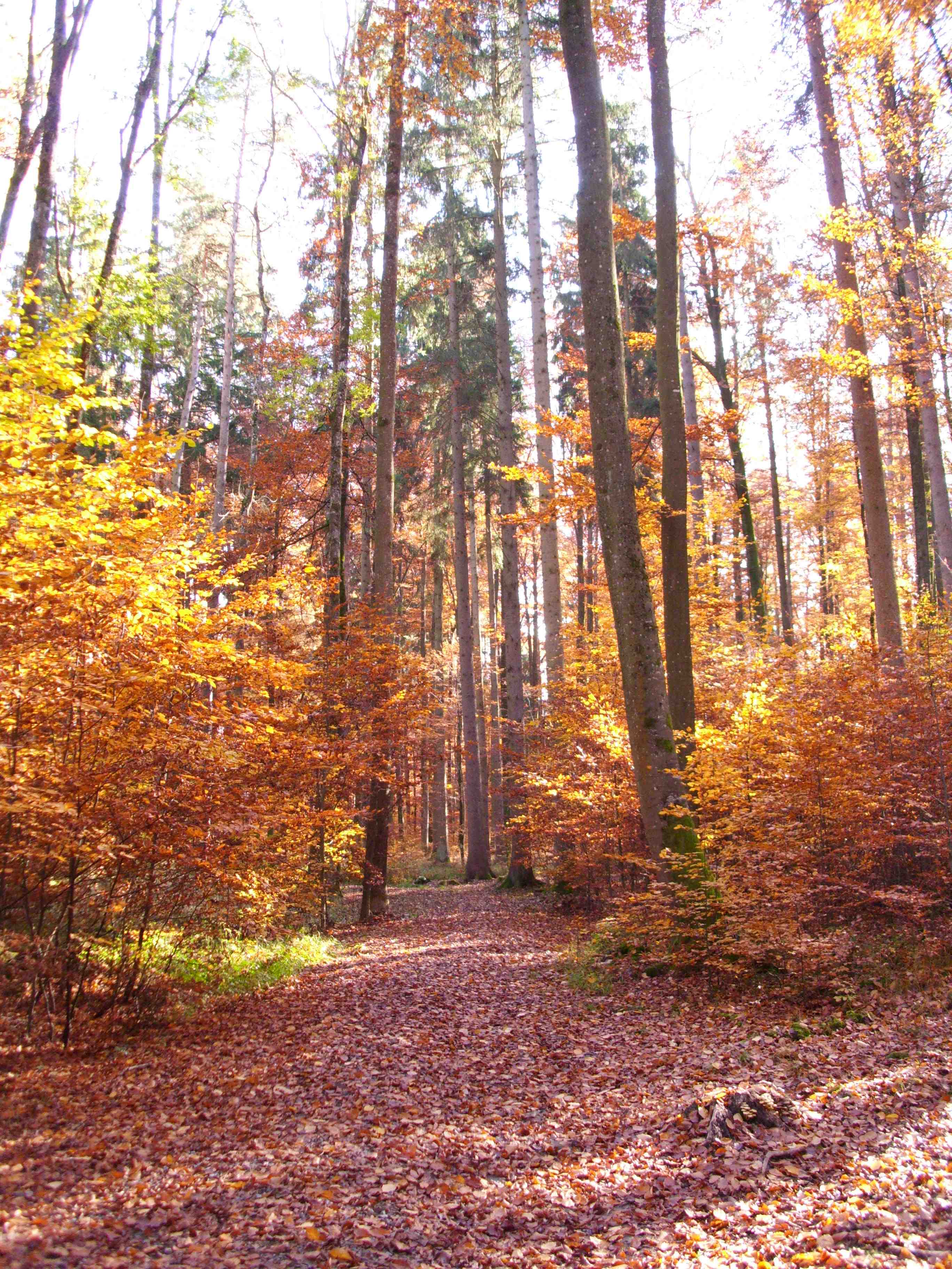 Herbst in der Waldruh - Waldruh St. Katharinen