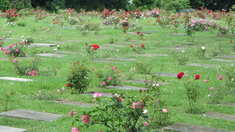Rasengrab mit Rosenstrauch - Friedhof Niederländisch-reformierte Gemeinde Wuppertal