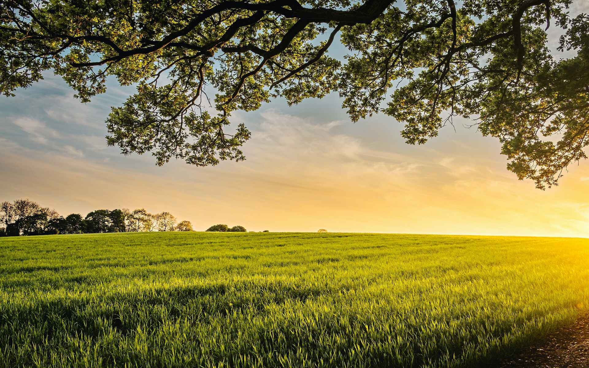 Bestattung auf der grünen Wiese ᐅ Naturnahe Ruhestätten